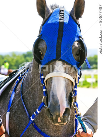 Portrait of arabian horse. 80677487