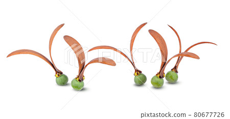 Dipterocarpus Alatus flower on white background 80677726