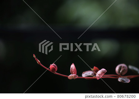 Asiatic Jasmine flower macro closeup Asiatic Jasmine flower macro closeup 80678200