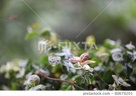 Asiatic Jasmine flower closeup 80678201