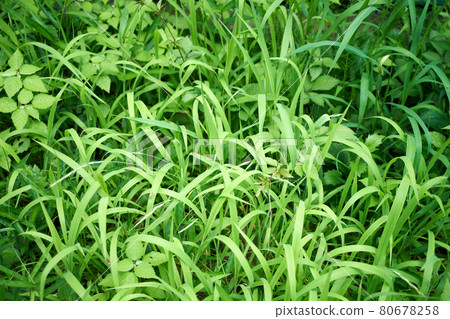 Weeds, grass, grass Weeds, grass, grass 80678258