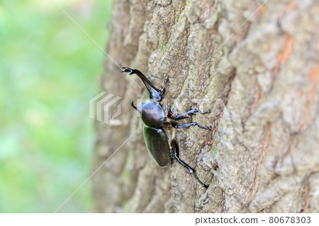 Beetle Beetle 80678303