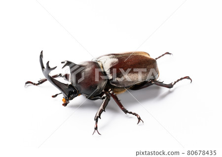 Beetle Beetle 80678435