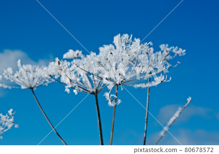 Winter scene Winter scene 80678572