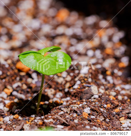 Sprout cotton [green society image] 80679017