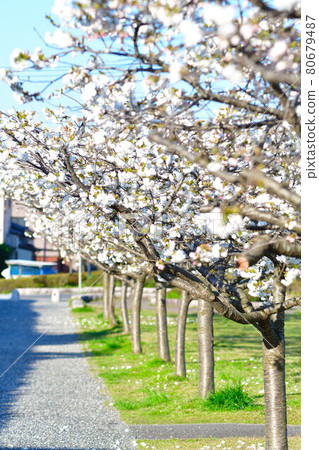 Cherry blossoms at Kameda Drainage Park (Niigata) 80679487