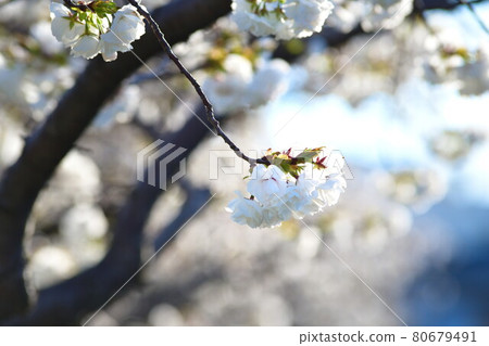 Cherry blossoms at Kameda Drainage Park (Niigata) Cherry blossoms at Kameda Drainage Park (Niigata) 80679491