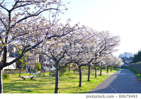 Cherry blossoms at Kameda Drainage Park (Niigata) Cherry blossoms at Kameda Drainage Park (Niigata) 80679493