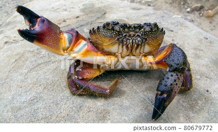 Large Black Sea stone crab Eriphia verrucosa sitting closeup on the shore. Sea delicacy 80679772