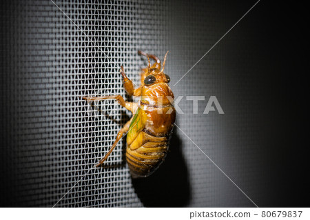 Cicada larva before emergence Cicada larva before emergence 80679837