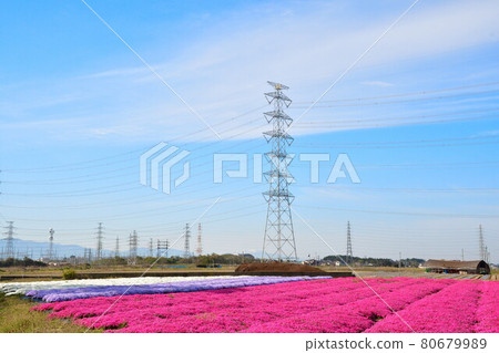Seiro Moss Phlox（新潟縣） 80679989