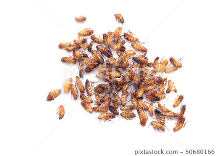 Heap of dead cockroach insects isolated on white background 80680166