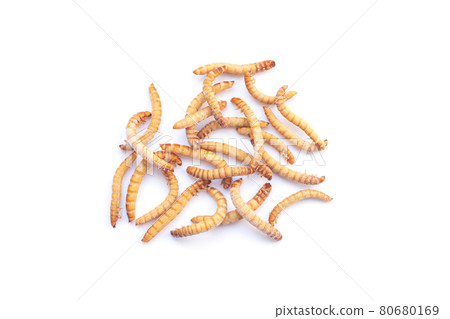 Heap of mealworms for feeding pets isolated on white background Heap of mealworms for feeding pets isolated on white background 80680169