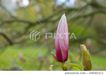Close-up on a blooming magnolia. It is widely used in pharmacology: different parts of the plant are part of many tonic, stimulating and restorative medicines. 80680321
