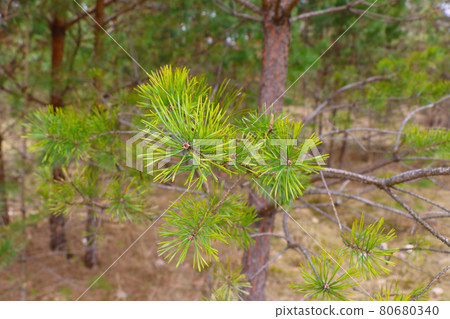 Close-up on a green pine branch in the forest. Nature background. Close-up on a green pine branch in the forest. Nature background. 80680340