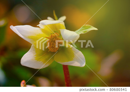 A young white flower blooms in a clearing in the park. A young white flower blooms in a clearing in the park. 80680341