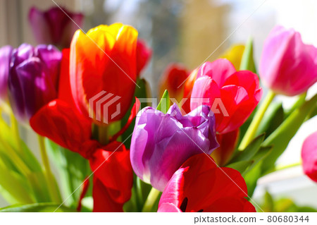 View of a bouquet of blooming tulips in a vase. Congratulations on the holiday. Mothers Day. View of a bouquet of blooming tulips in a vase. Congratulations on the holiday. Mothers Day. 80680344