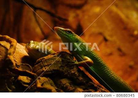 View of a green beautiful lizard in the animal park. View of a green beautiful lizard in the animal park. 80680345