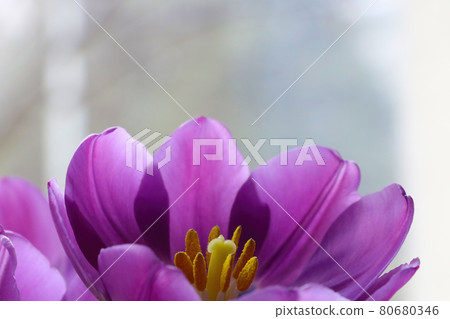 In a vase, purple tulips bloom in a bouquet. Pleasant aromatic scent from flowers. Congratulations on a holiday or birthday. Spring mood. In a vase, purple tulips bloom in a bouquet. Pleasant aromatic scent from flowers. Congratulations on a holiday or birthday. Spring mood. 80680346