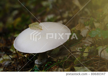 View of a beautiful white mushroom growing in a clearing in the forest. View of a beautiful white mushroom growing in a clearing in the forest. 80680347