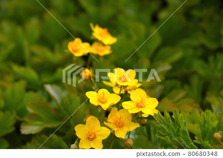 Glade of yellow blooming flowers in the forest in summer. Glade of yellow blooming flowers in the forest in summer. 80680348