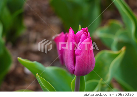 Close-up on a blooming pink tulip in the garden. Close-up on a blooming pink tulip in the garden. 80680350