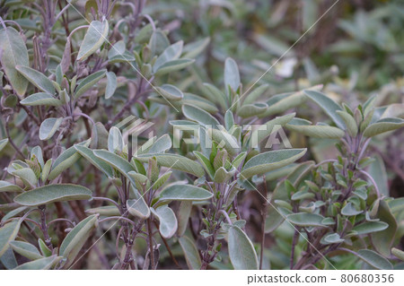 Fine herbs and aromatic plants. Seasoning treasures. Fine herbs and aromatic plants. Seasoning treasures. 80680356