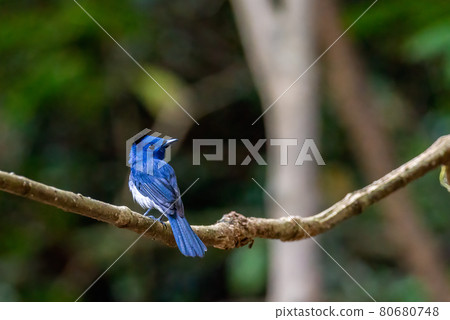 Black-naped Monarch, beautiful bird on the branch in tropical forest Black-naped Monarch, beautiful bird on the branch in tropical forest 80680748