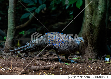 Grey Peacock-Pheasant, beautiful Birds of Thailand Grey Peacock-Pheasant, beautiful Birds of Thailand 80680831