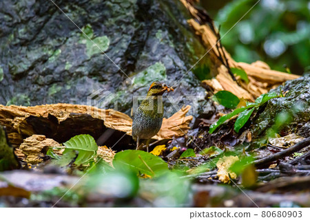 Blue Pitta beautiful bird standing on a ground in the nature 80680903