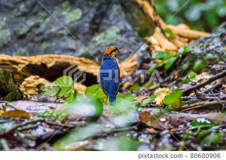 Blue Pitta beautiful bird standing on a ground in the nature Blue Pitta beautiful bird standing on a ground in the nature 80680906