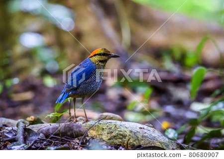 Blue Pitta beautiful bird standing on a ground in the nature Blue Pitta beautiful bird standing on a ground in the nature 80680907