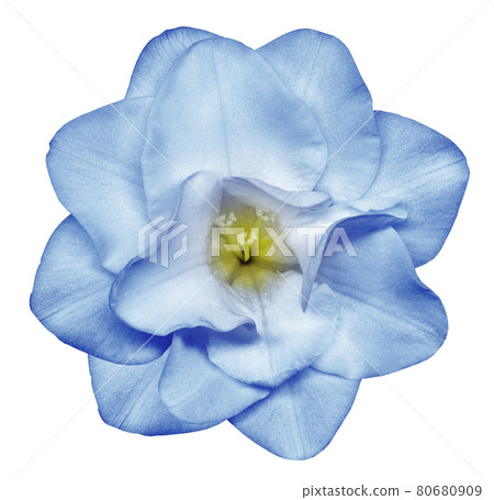 blue flower on white isolated background with clipping path no shadows. Closeup. Nature. blue flower on white isolated background with clipping path no shadows. Closeup. Nature. 80680909