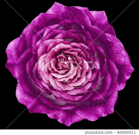 Rose pink flower on the black isolated background with clipping path. Closeup. Nature. Rose pink flower on the black isolated background with clipping path. Closeup. Nature. 80680911