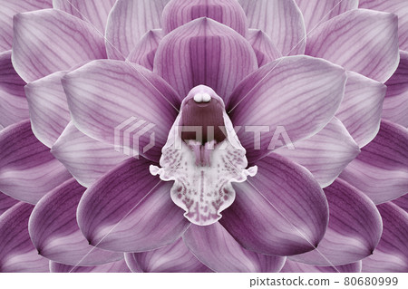 Floral halftone pink and purple background. Flower and petals of a pink orchid close up. Nature. 80680999
