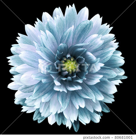 turquoise dahlia flower black isolated background. Closeup. no shadows. For design. Nature. turquoise dahlia flower black isolated background. Closeup. no shadows. For design. Nature. 80681001