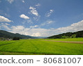 Blue sky and rice fields in early summer 80681007