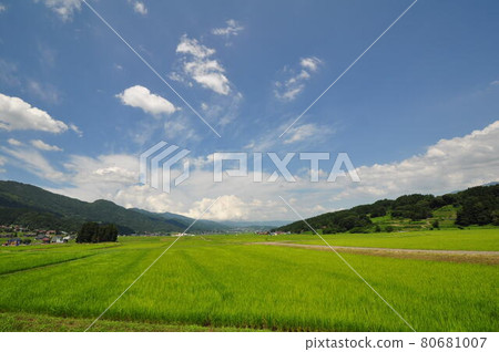 Blue sky and rice fields in early summer Blue sky and rice fields in early summer 80681007