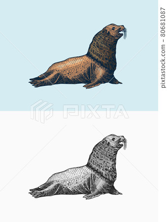 Steller sea lion. Marine creatures, nautical anima. Fur seall or pinnipeds. Vintage retro signs 80681087