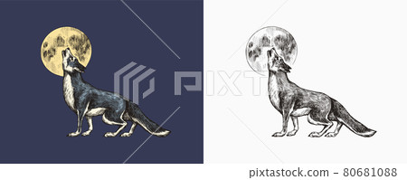 Gray wolf howling. A predatory beast and the moon. Wild forest animal. Vector Engraved hand drawn 80681088