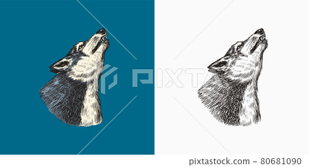 Gray wolf howling. A predatory beast. Wild forest animal. Vector Engraved hand drawn Vintage old 80681090