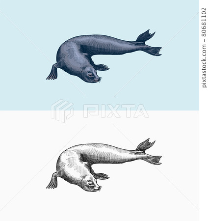 Fur seal. Marine creatures, nautical animal or pinnipeds. Vintage retro signs. Doodle style. Hand 80681102