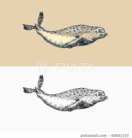 Harbor seal. Marine creatures, nautical animal or pinnipeds. Vintage retro signs. Doodle style. Hand 80681103