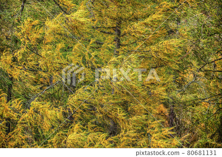 European larch (Larix decidua) branches with yellow coloured fir in autumn in strong wind. Abstract natural / windy background. European larch (Larix decidua) branches with yellow coloured fir in autumn in strong wind. Abstract natural / windy background. 80681131