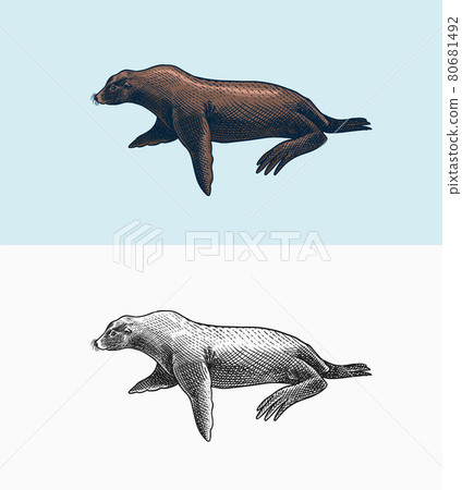 Sea lion. Marine creatures, nautical animal. Fur seal or pinnipeds. Vintage retro signs. Doodle 80681492