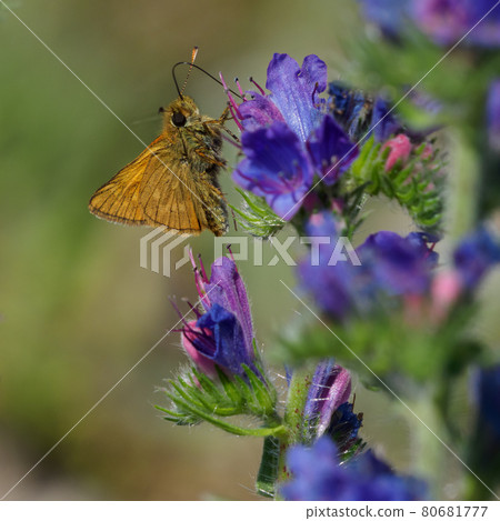 Lulworth skipper, Thymelicus acteon foraging on a flower at a meadow at Munich, Germany Lulworth skipper, Thymelicus acteon foraging on a flower at a meadow at Munich, Germany 80681777