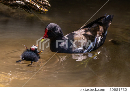 Little Common moorhen baby, Gallinula chloropus also known as the waterhen Little Common moorhen baby, Gallinula chloropus also known as the waterhen 80681780