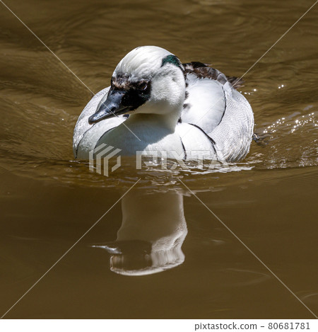 White female Smew, Mergellus albellus swimming in water in its natural habitat 80681781