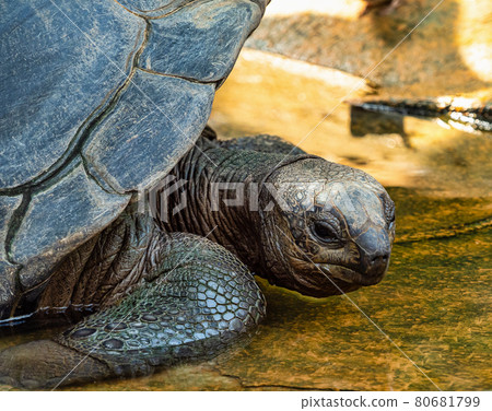 Aldabra giant tortoise, Curieuse Marine National Park, Curieuse, Seychelles Aldabra giant tortoise, Curieuse Marine National Park, Curieuse, Seychelles 80681799