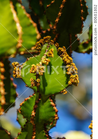 Close view of Transvaal candelabra tree, or bushveld candelabra euphorbia 80681802